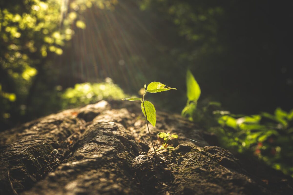 A young plant bathed in sunlight, thriving on a forest floor, symbolizing new beginnings.
